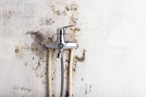 Best Affordable Mold Removal  in Grove, OK