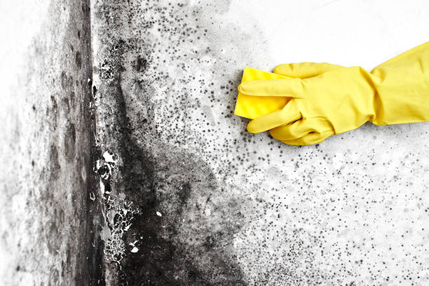 Best Emergency Mold Removal  in Grove, OK