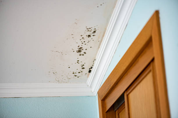 Best Attic Mold Removal  in Grove, OK