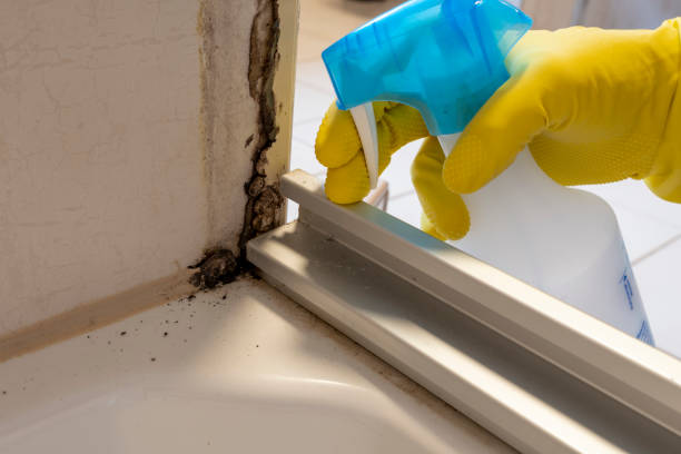Best Certified Mold Removal  in Grove, OK