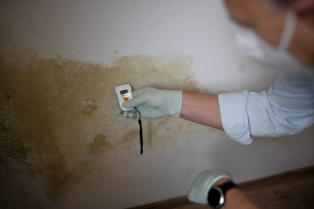 Best Mold Damage Repair  in Grove, OK
