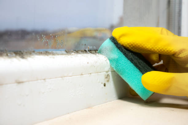 Best Commercial Mold Removal  in Grove, OK