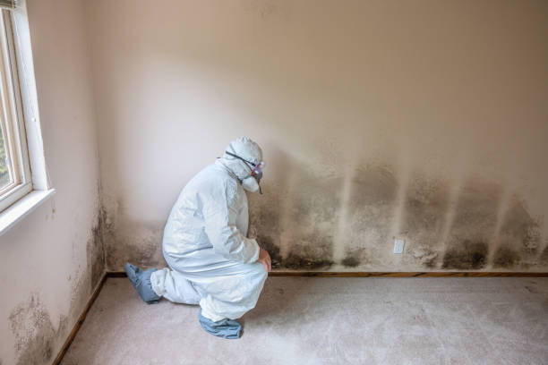 Best Black Mold Removal  in Grove, OK