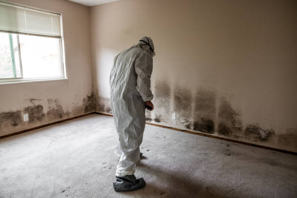 Best Mold Cleaning Services  in Grove, OK